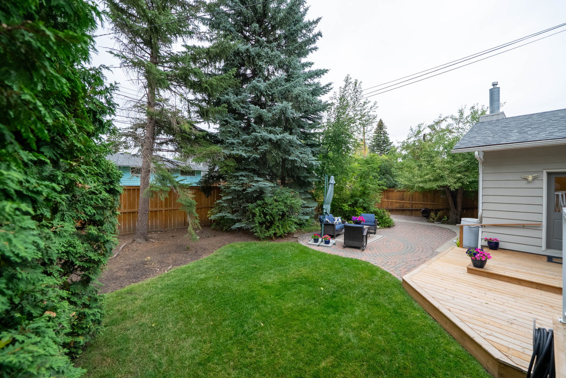 Backyard Lawn & Evergreens